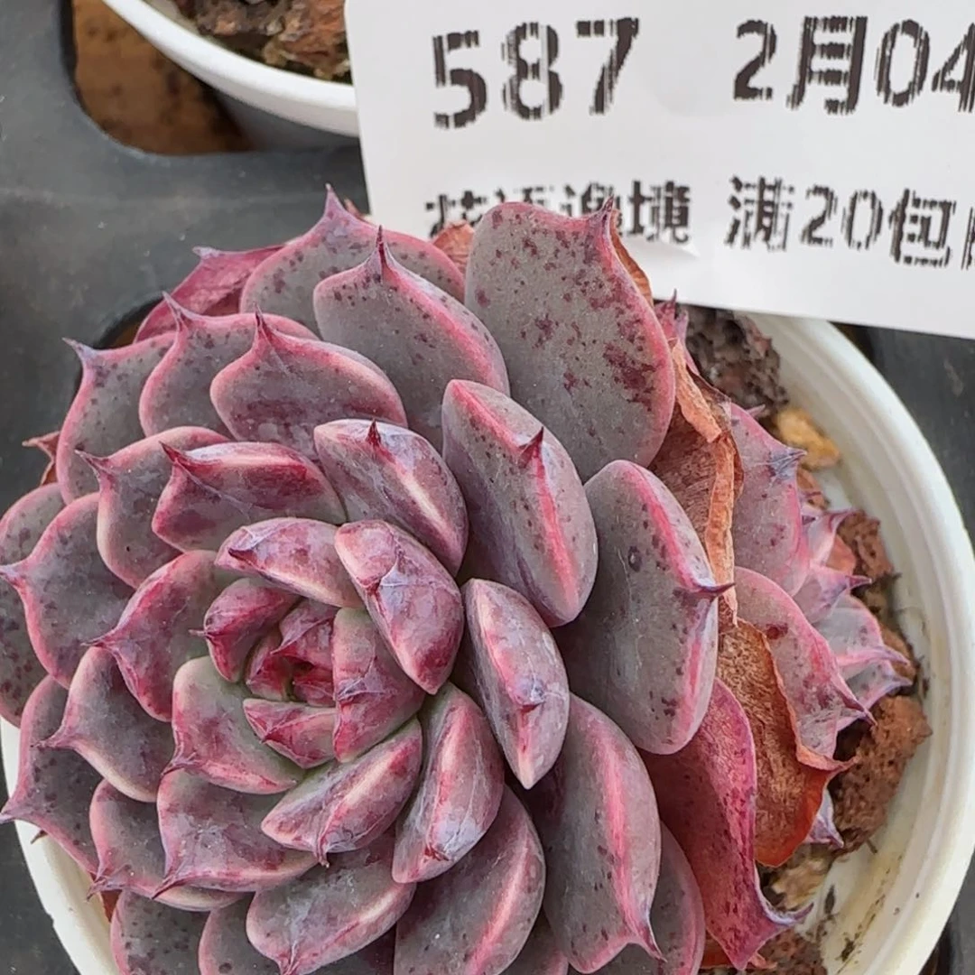 花语逸镜0204-587