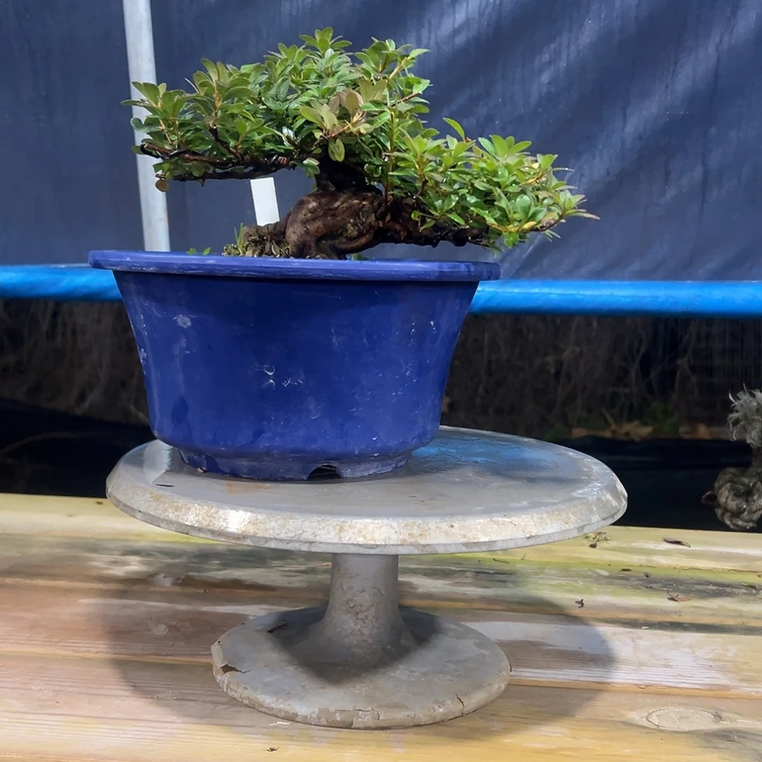 阿***彩无花朵杜鹃。开花杜鹃