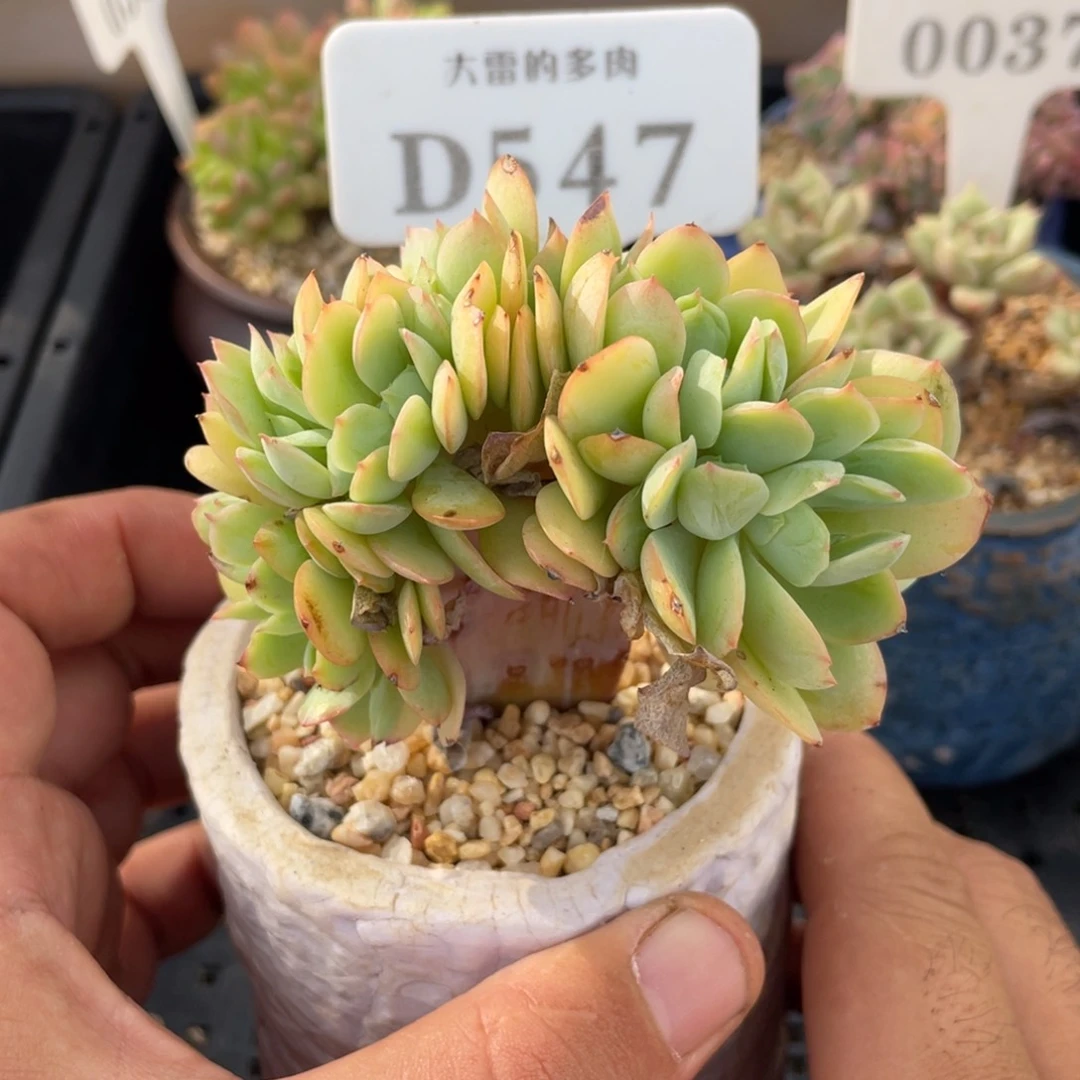 547碧桃缀不带盆8厘米