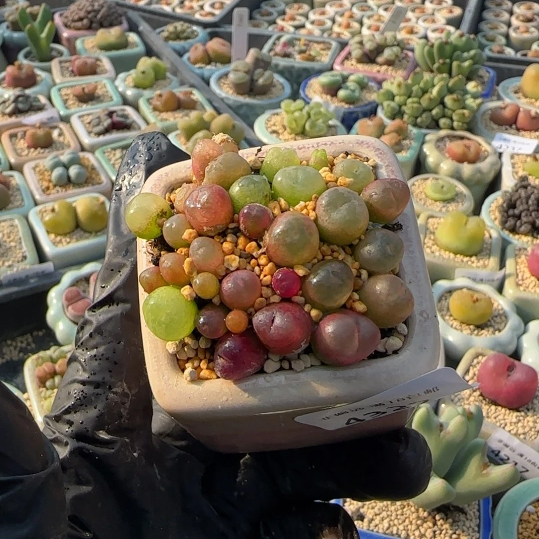 4327--一物一拍 带盆