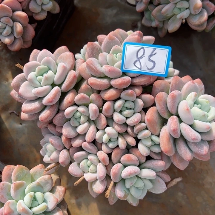 85洛神平平安安健健康康