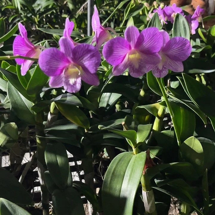 当前无花朵，栽培后可花朵脉纹血天鹅5苗以上