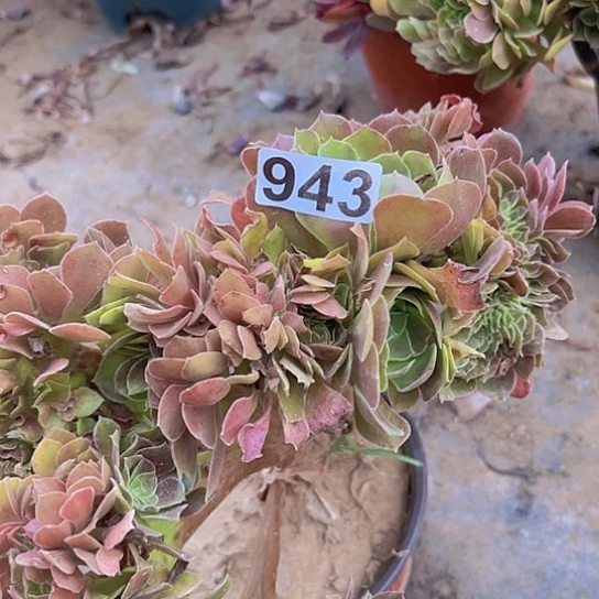 s***1多肉植物一个法师