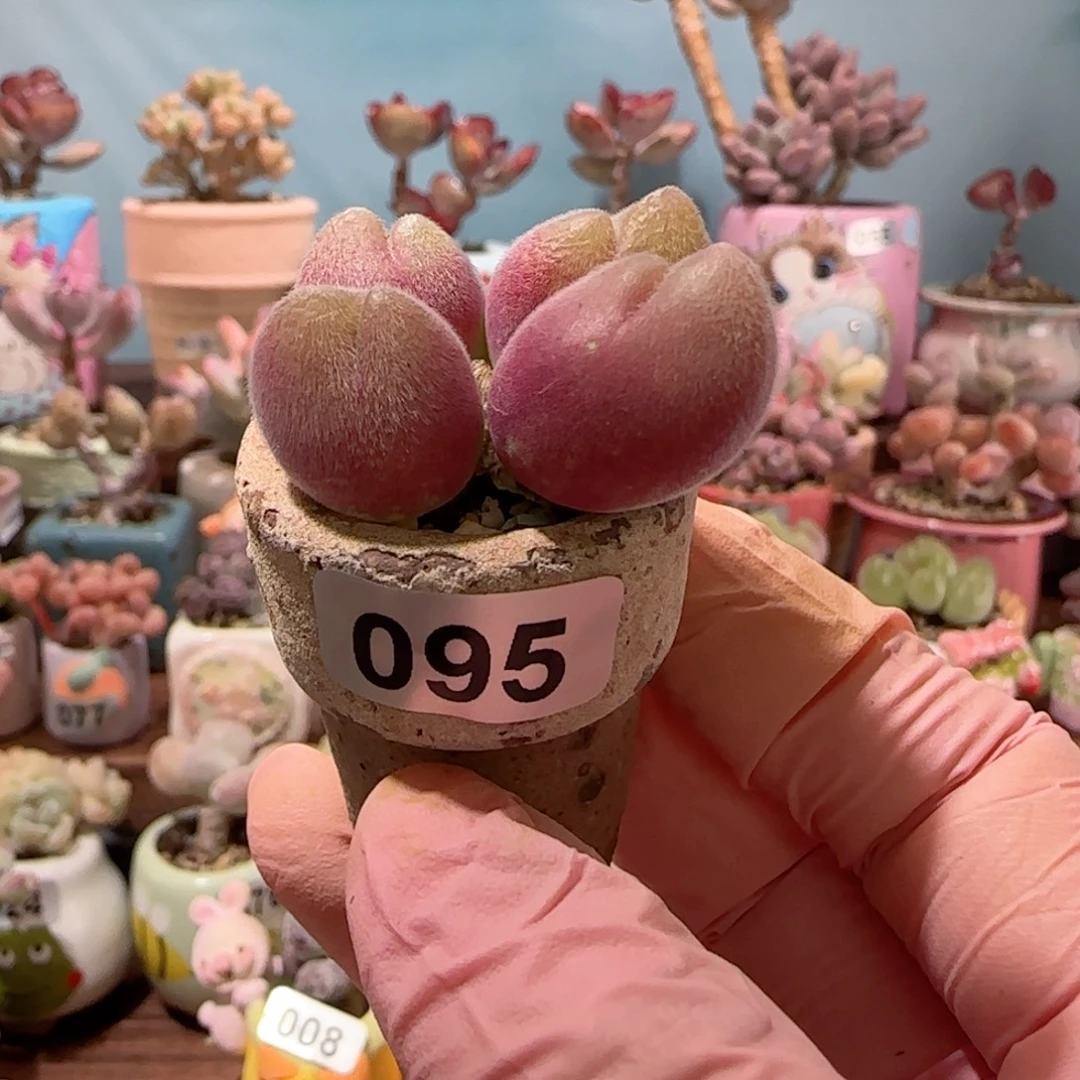 粉红毛翠 盆口2.5cm
