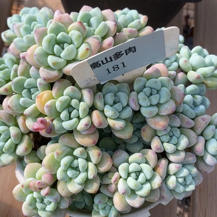 D181- 直播福利 劳尔捧花