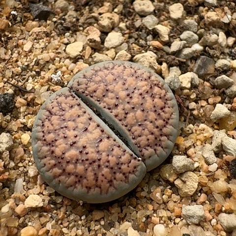 2881，朝贡玉带血点带盆土发货