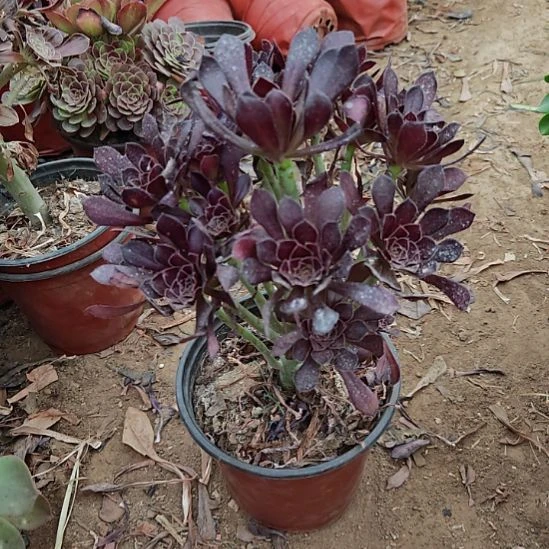 黑法师加急发货12