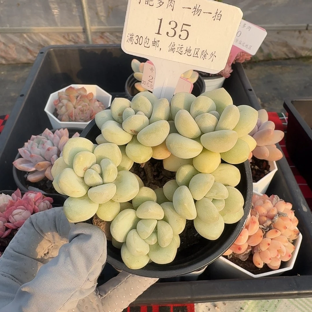 135 脱土 群生不包整 30元包邮非偏远