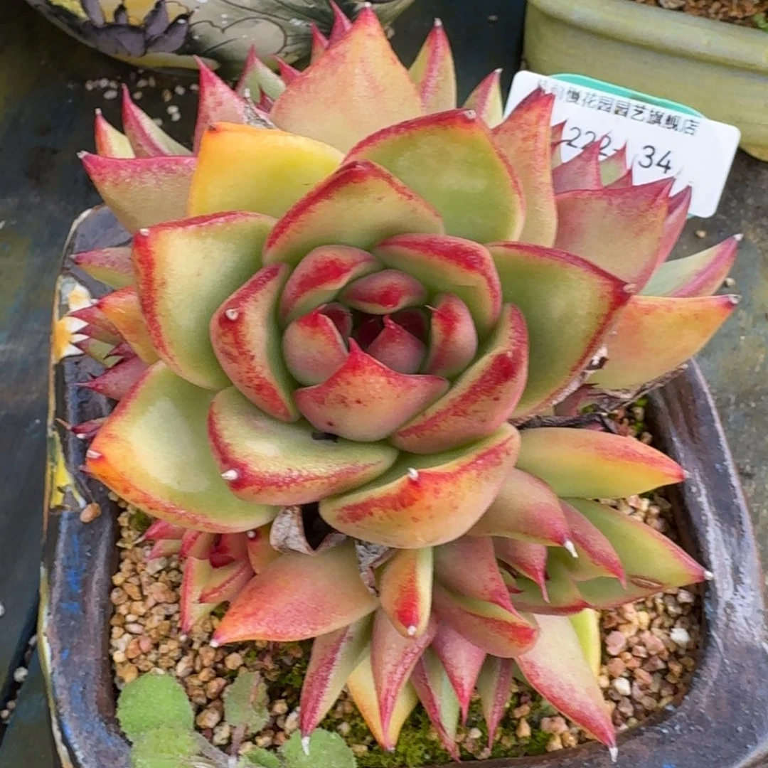 从前慢多肉精选编号1222.34