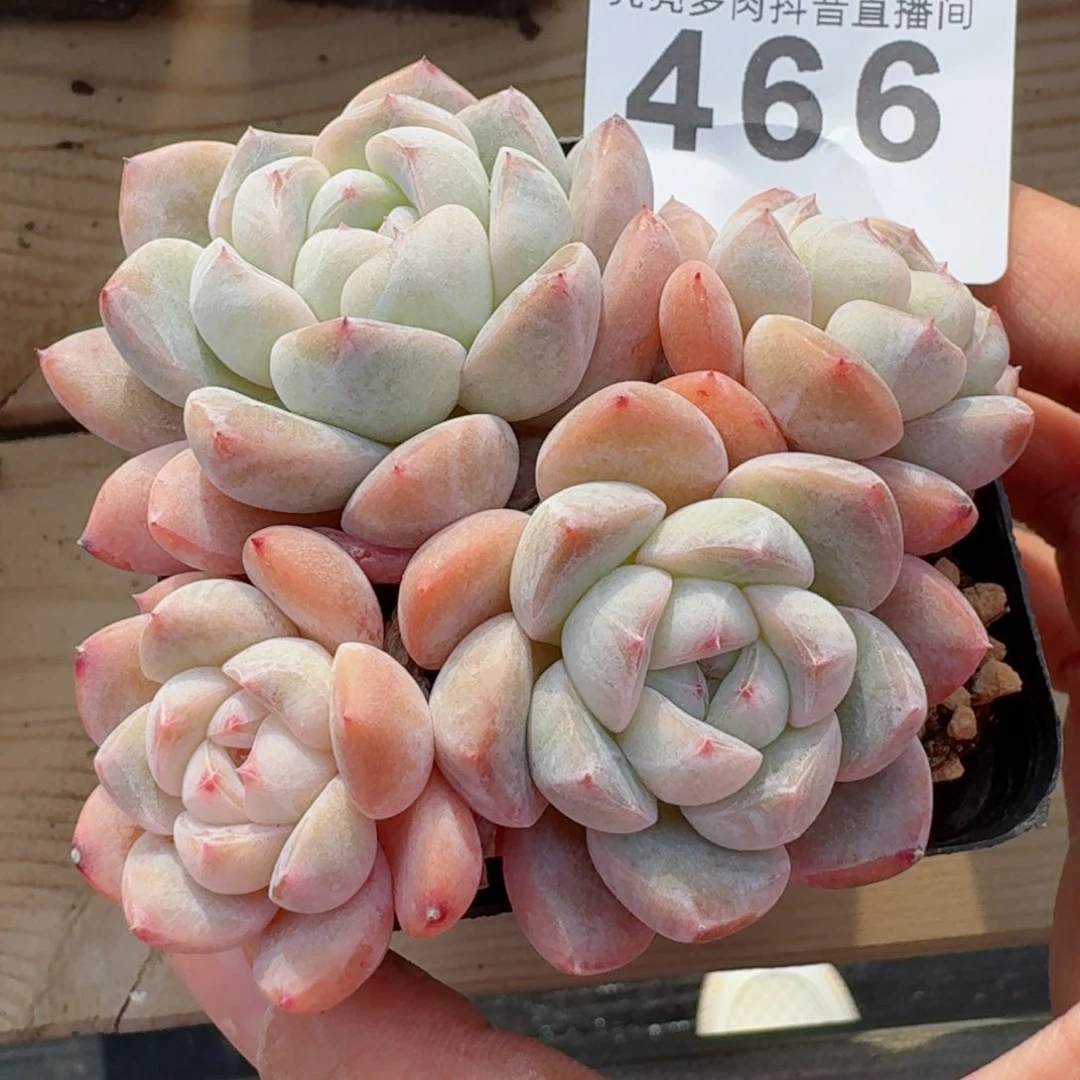 刚毅群生         精品多肉