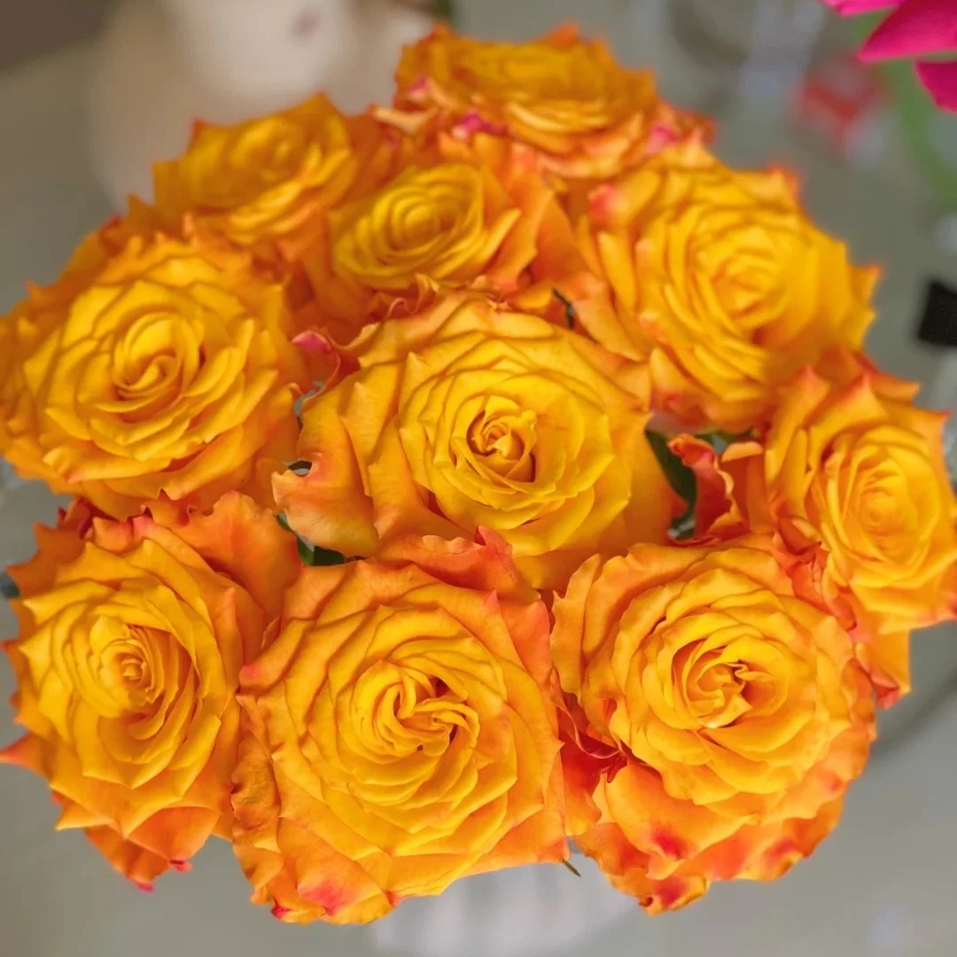 【云台花卉】金色海岸玫瑰 10/20枝 两单升级京东冷链/EMS空运