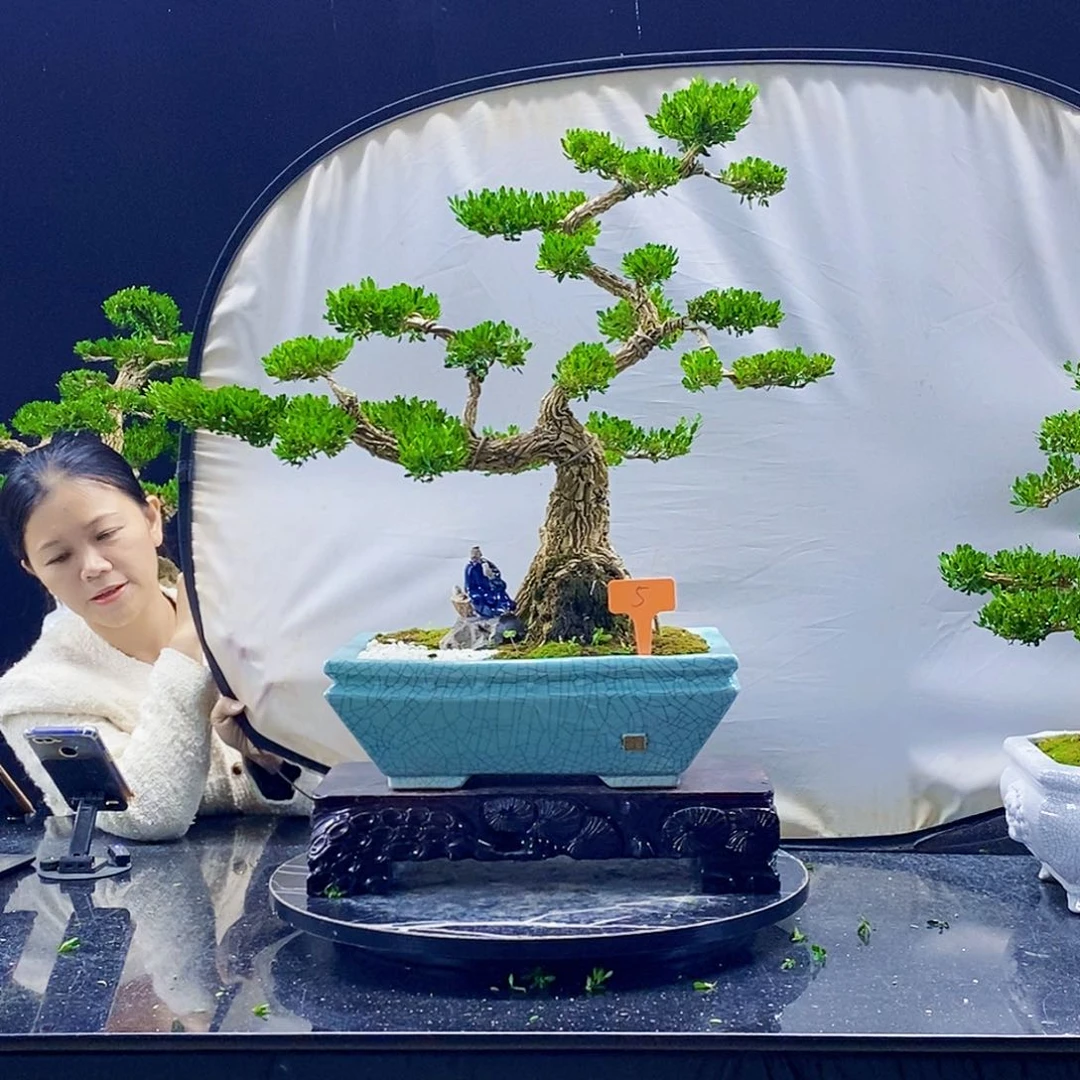 无花朵黄杨盆景造型