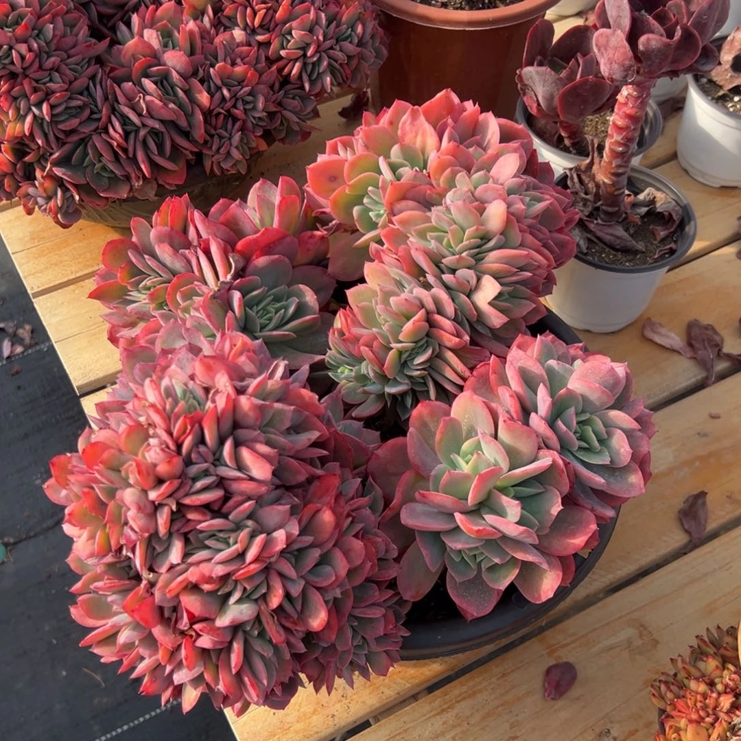 多肉大群绮罗仙子【非偏远满18包邮】