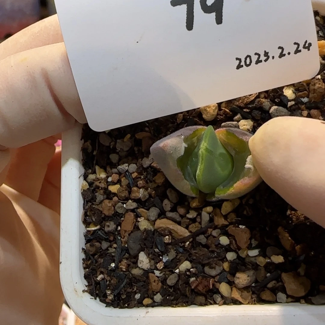 ?****欧多肉多肉多肉2.24-079