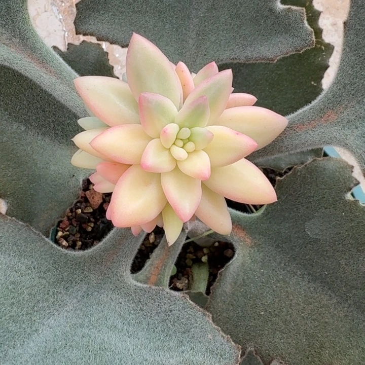 蜜桃波波一物一拍