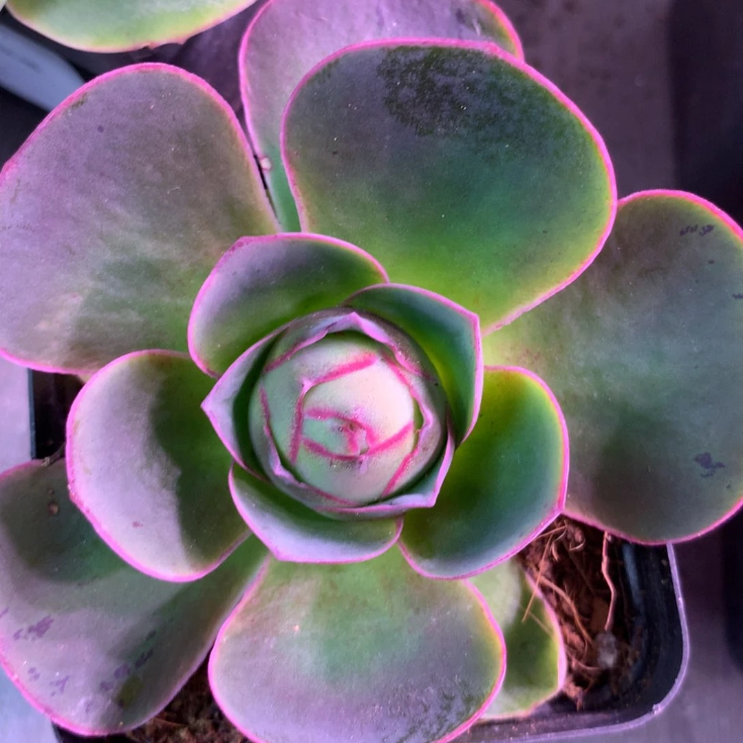 一物一拍盈月开播福利003