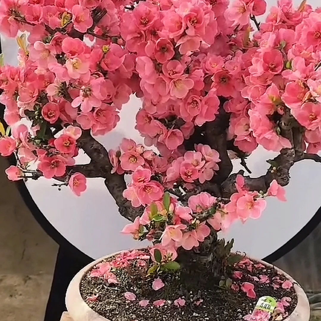 原生高之锦海棠花盆栽地载