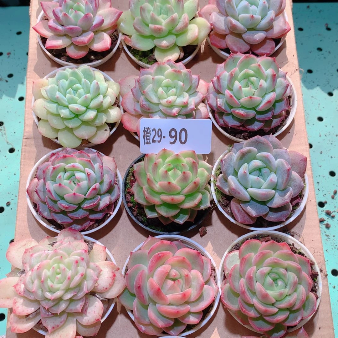 29-90一物一拍多肉带盆18颗