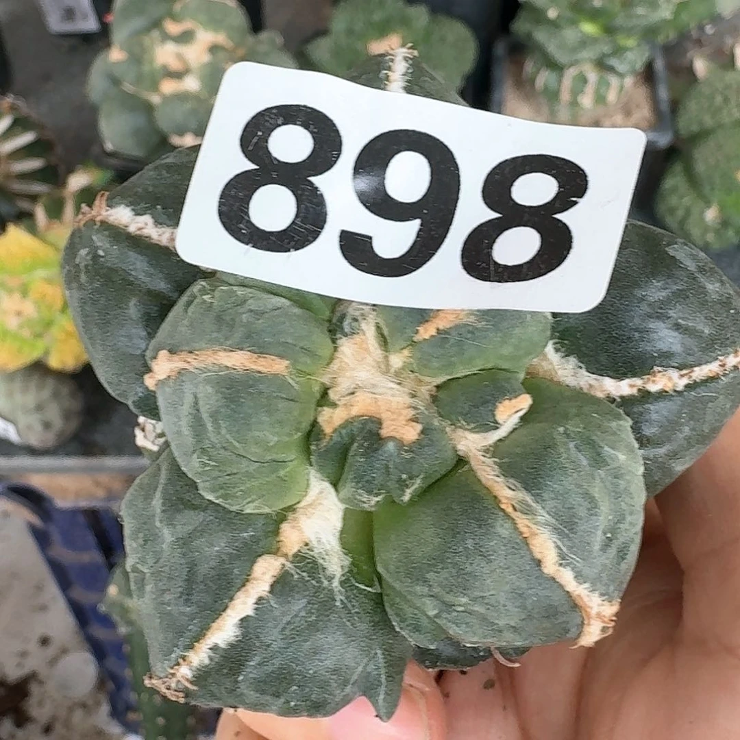 【闪购商品】无花朵落*蛋丸尤898