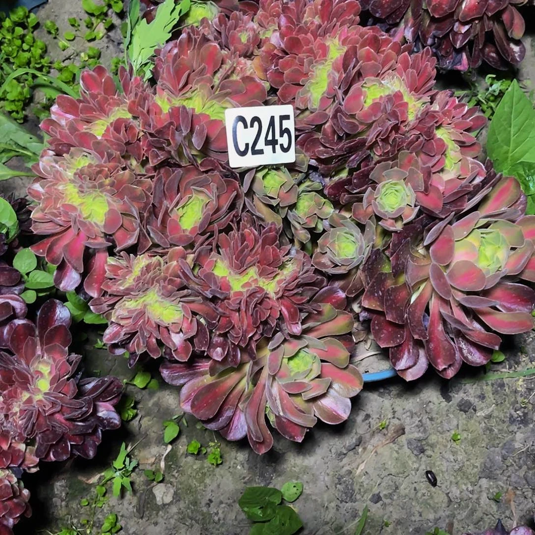 女巫宽中班16-2包邮