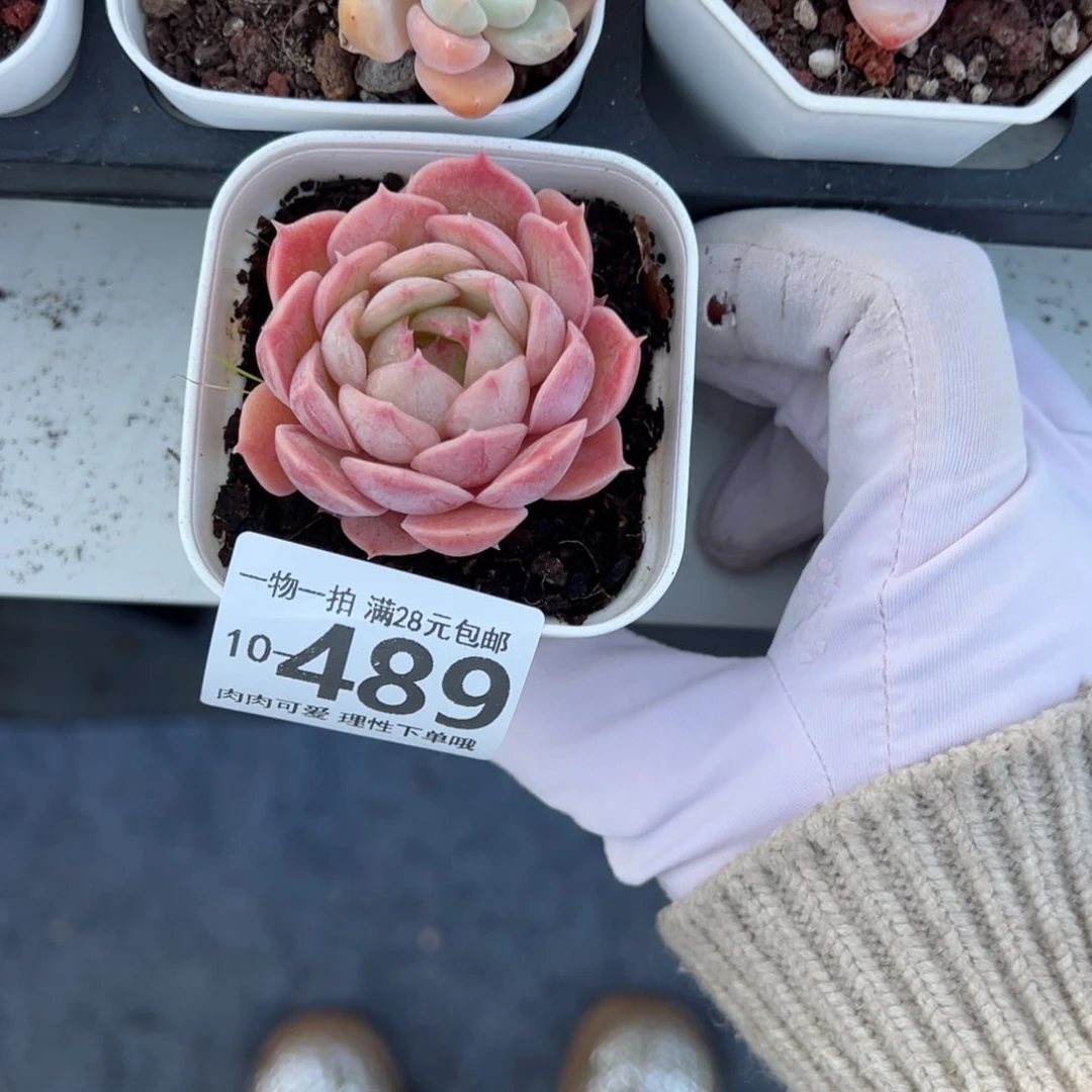 昂斯诺多肉多肉多肉多肉