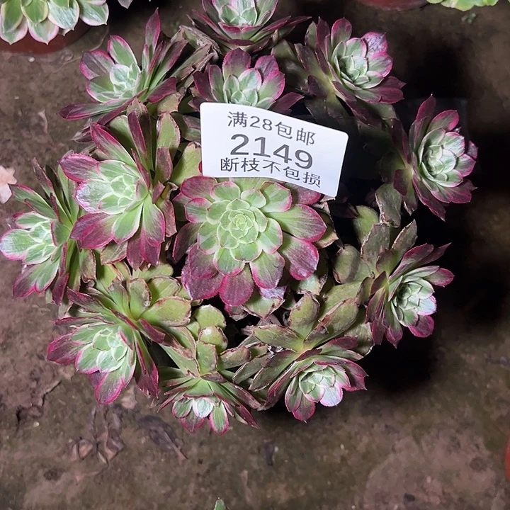 2149水蜜桃多肉植物