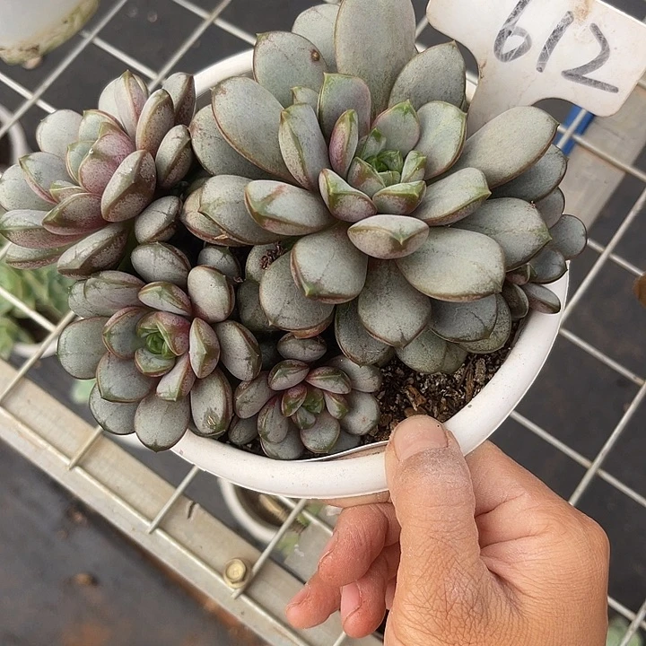 两单包邮，一物一拍葡萄612