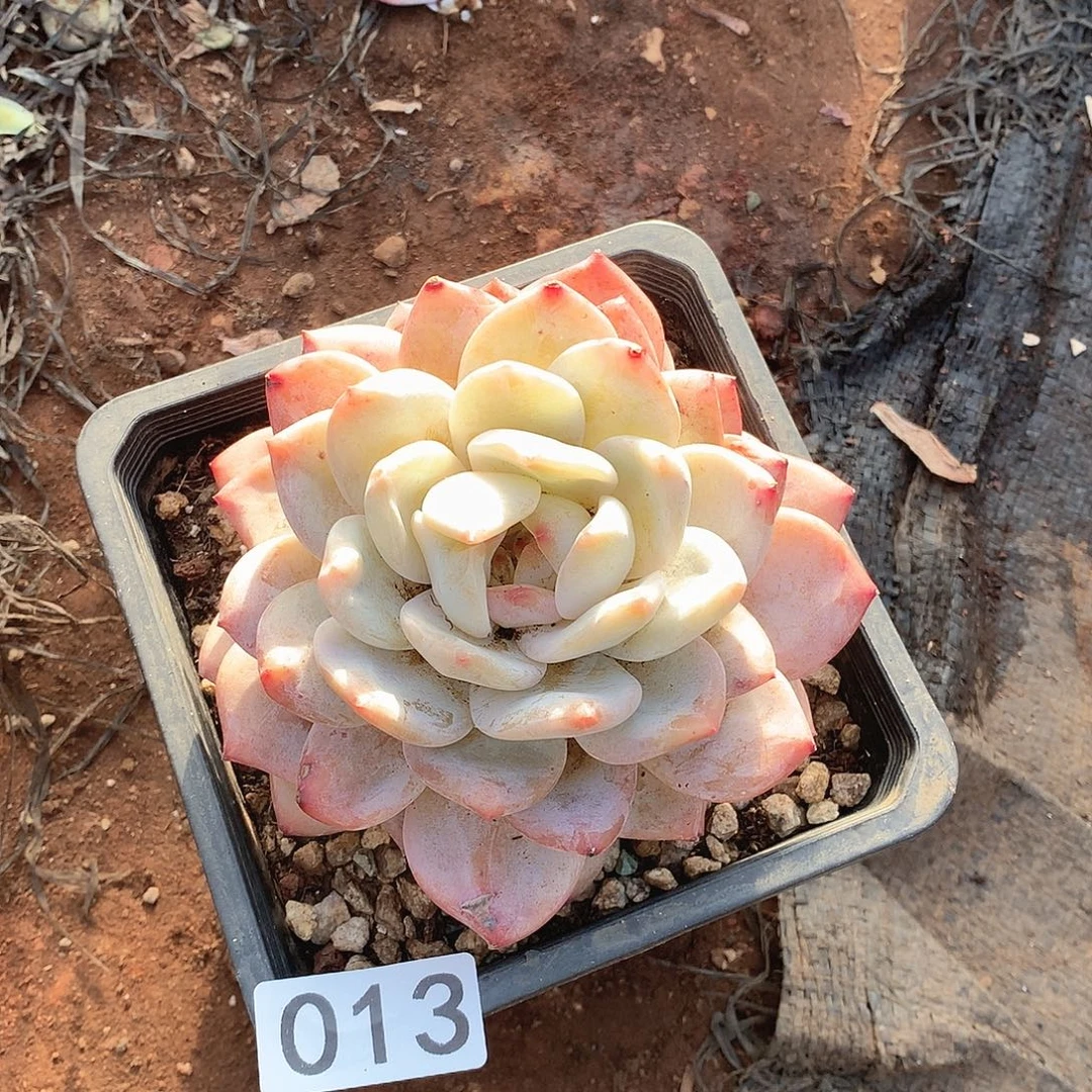 013橙子一物一拍多肉