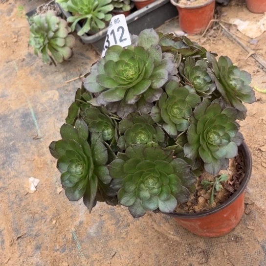 312万拉丝不包断枝