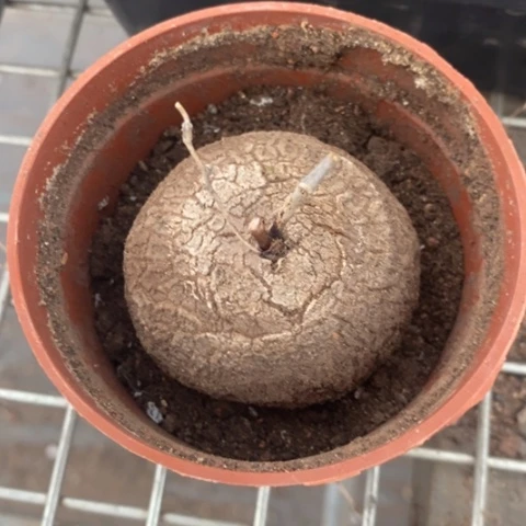 大南非龟甲龙5仙人球