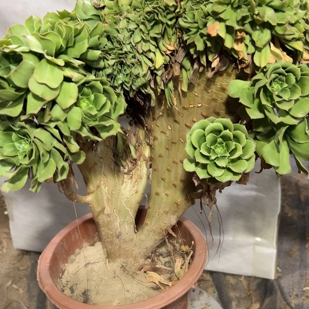 多肉植物绿羊绒缀花305