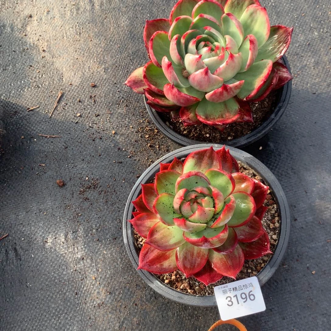 ℳ***℘3196一物一拍2颗12厘米