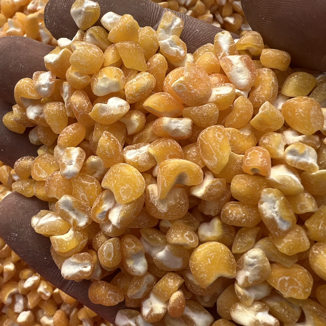 2025年新大碴子可做大碴粥3斤