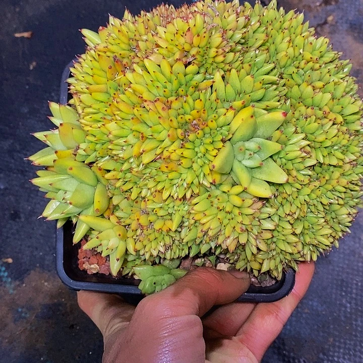 多肉植物保护研究所