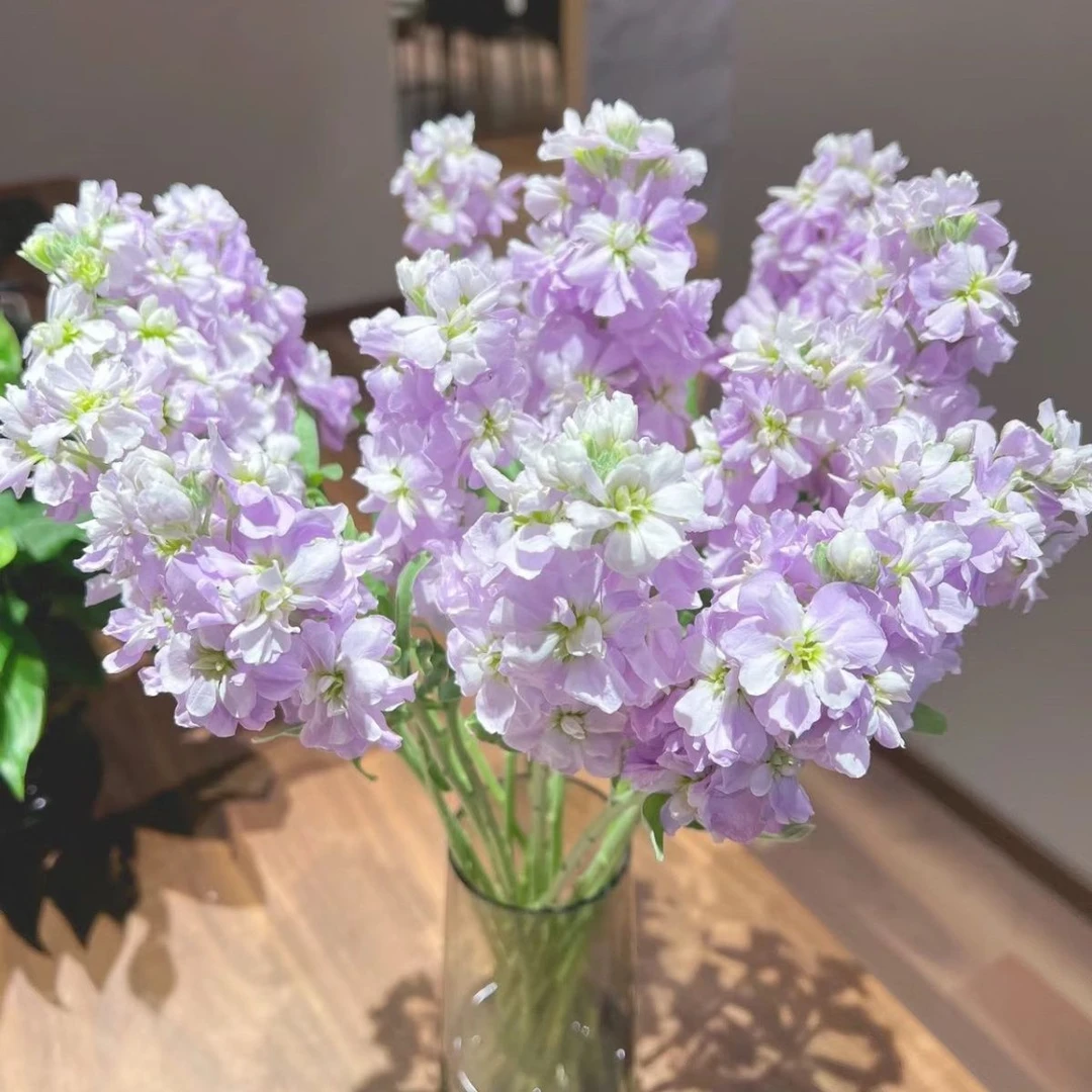 【沐云花卉】紫罗兰【一单包邮】