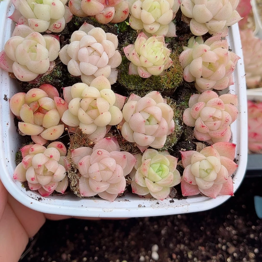 1-414 新疆西藏内蒙不发12.8包邮2-3公分多肉