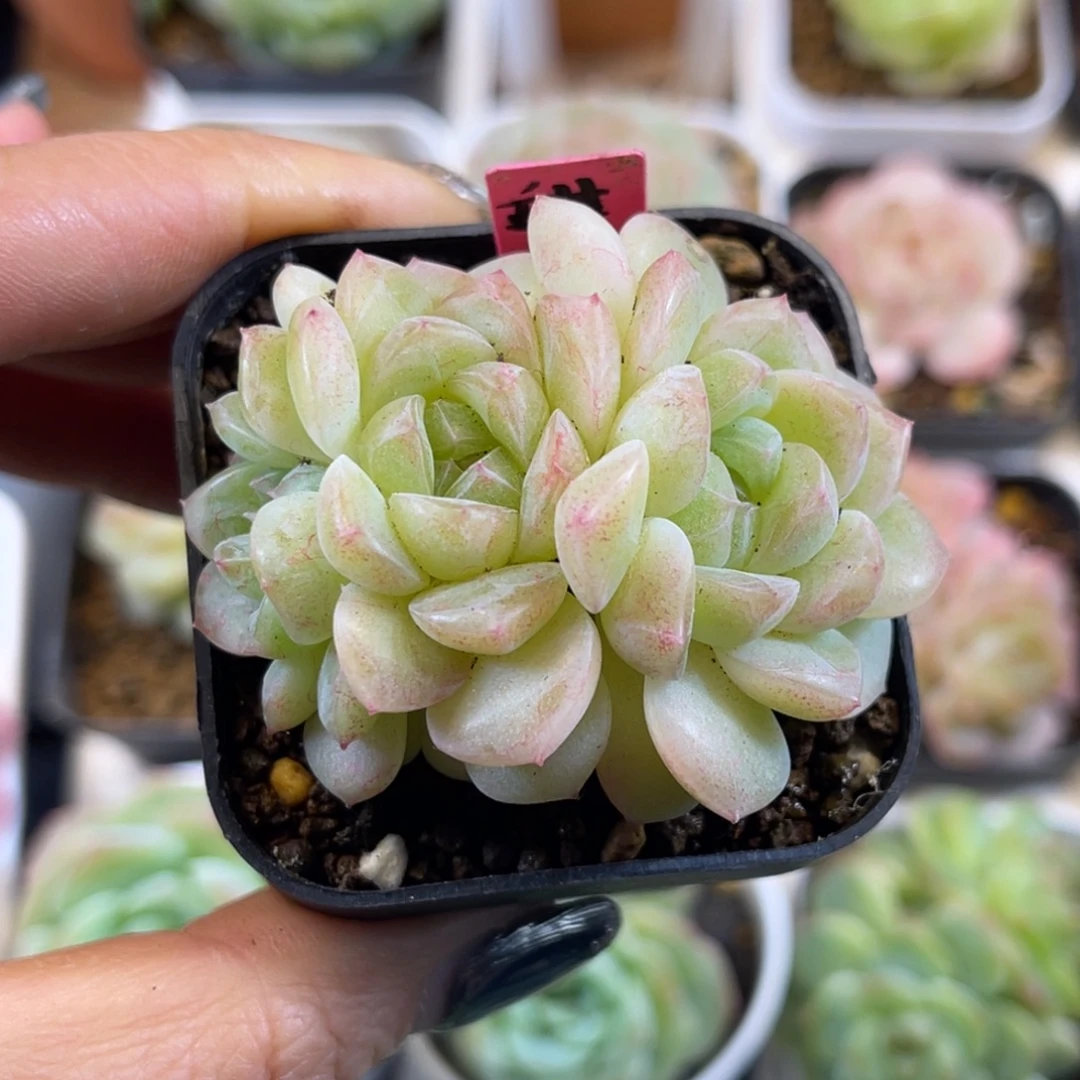 财富密码 甜言 多肉植物