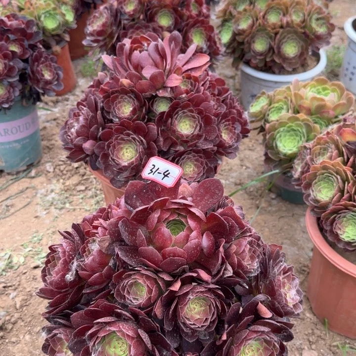 31-4赤焰莲亮牌8.8一个多肉植物