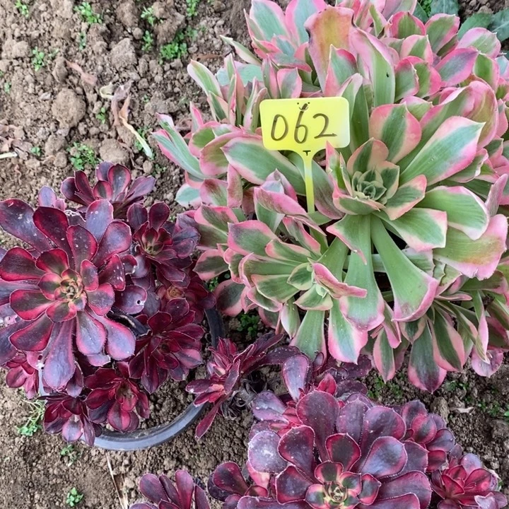 062号3棵11111111111