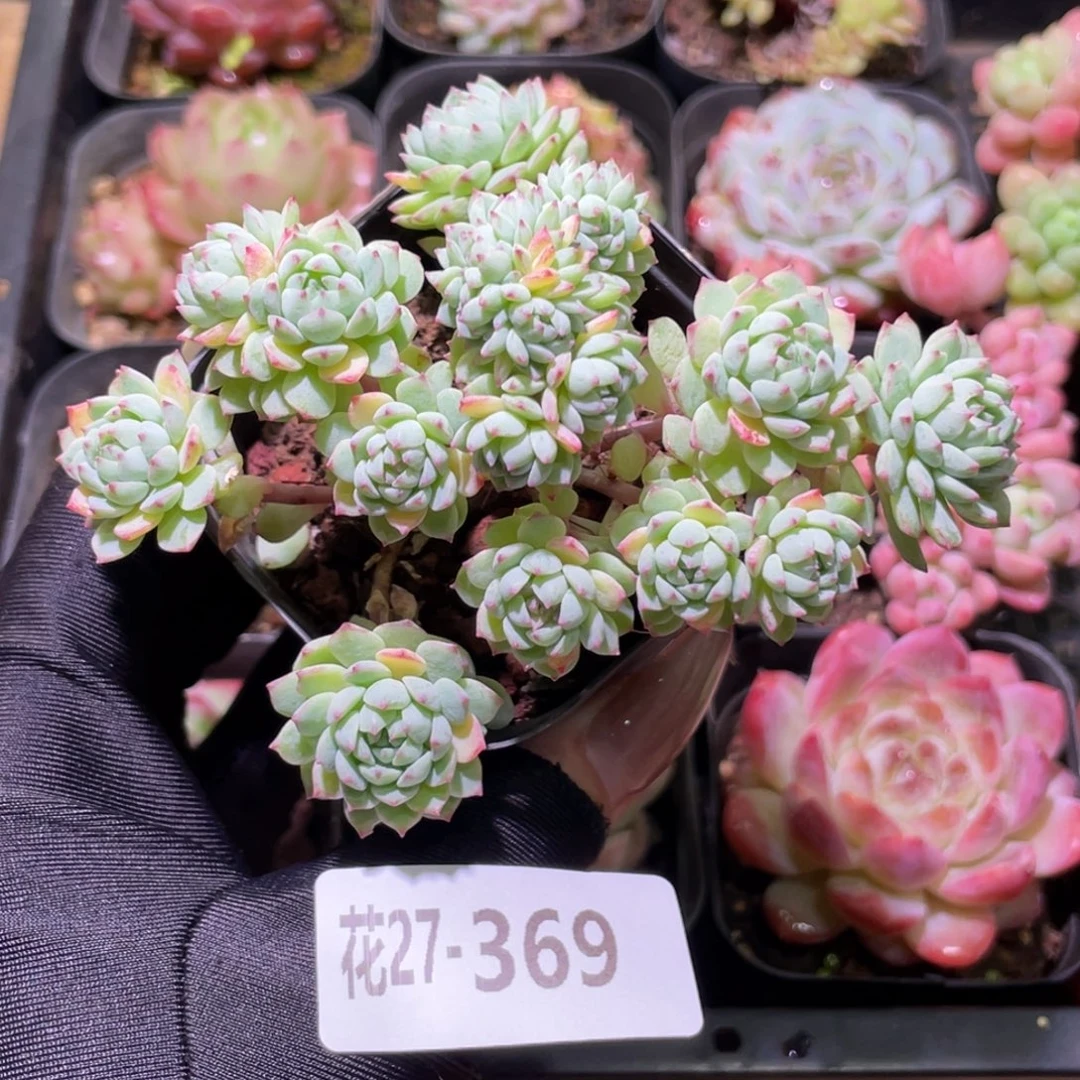 花利美27-369小粉莓缀化