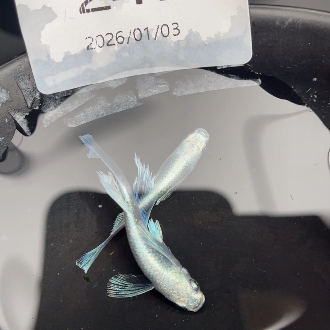 青鳉鱼247天使之翼一对