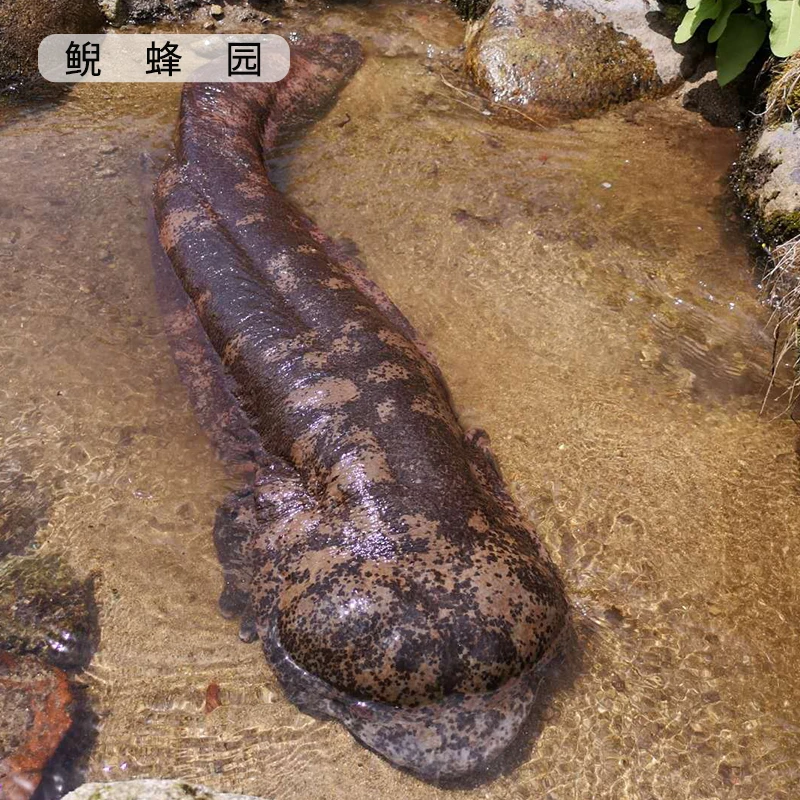 娃娃鱼活鱼秦岭外塘放养深山人工养殖大鲵优质生鲜水产