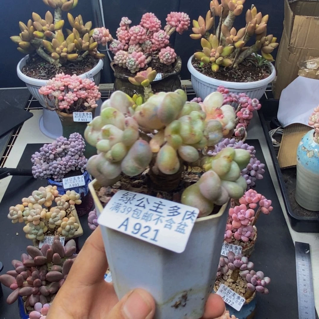 921比尔盖茨多肉6c m