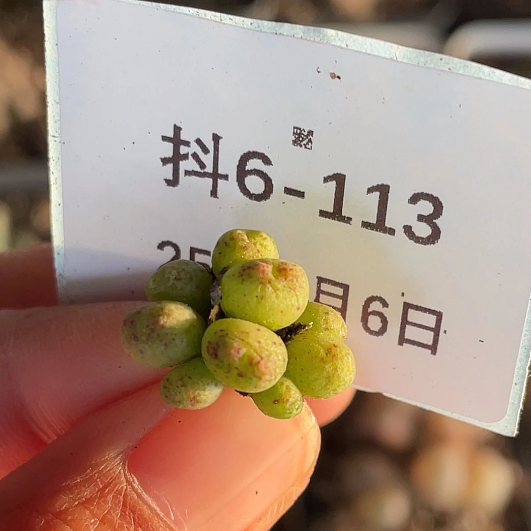 小*吖6-113斑马多肉植物