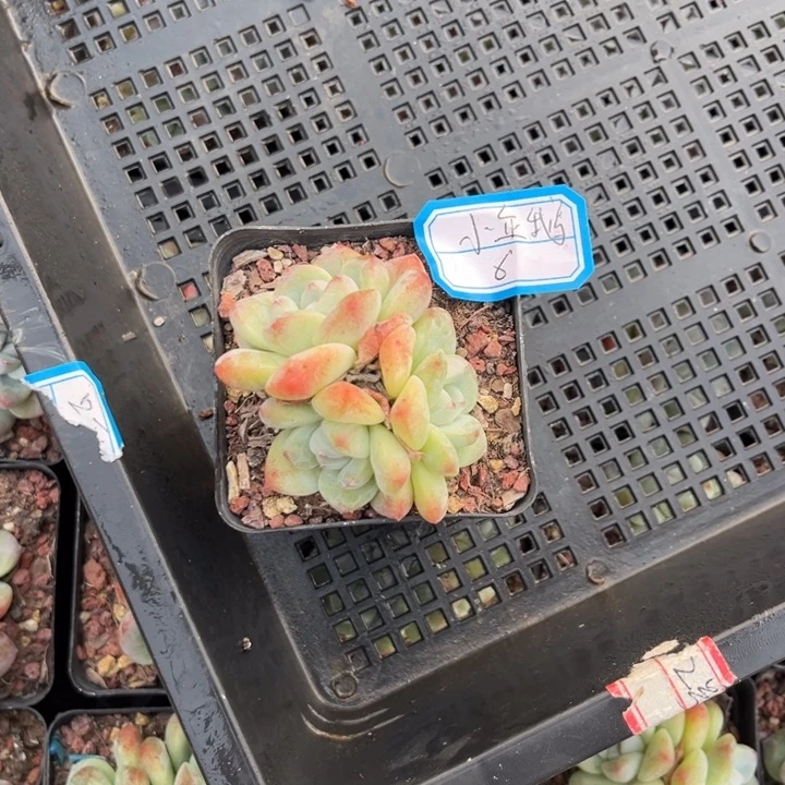 小***鹅冰玉多肉七方盆。。。