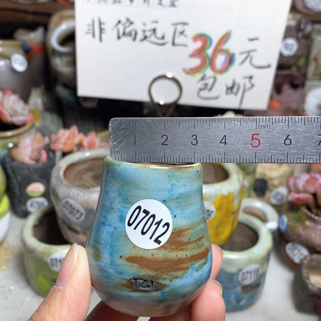 花盆拍5送一个小礼物