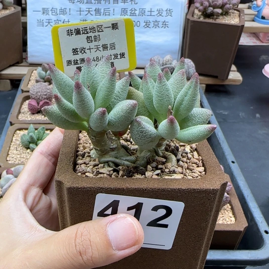 雪*儿412大红嘴多肉植物