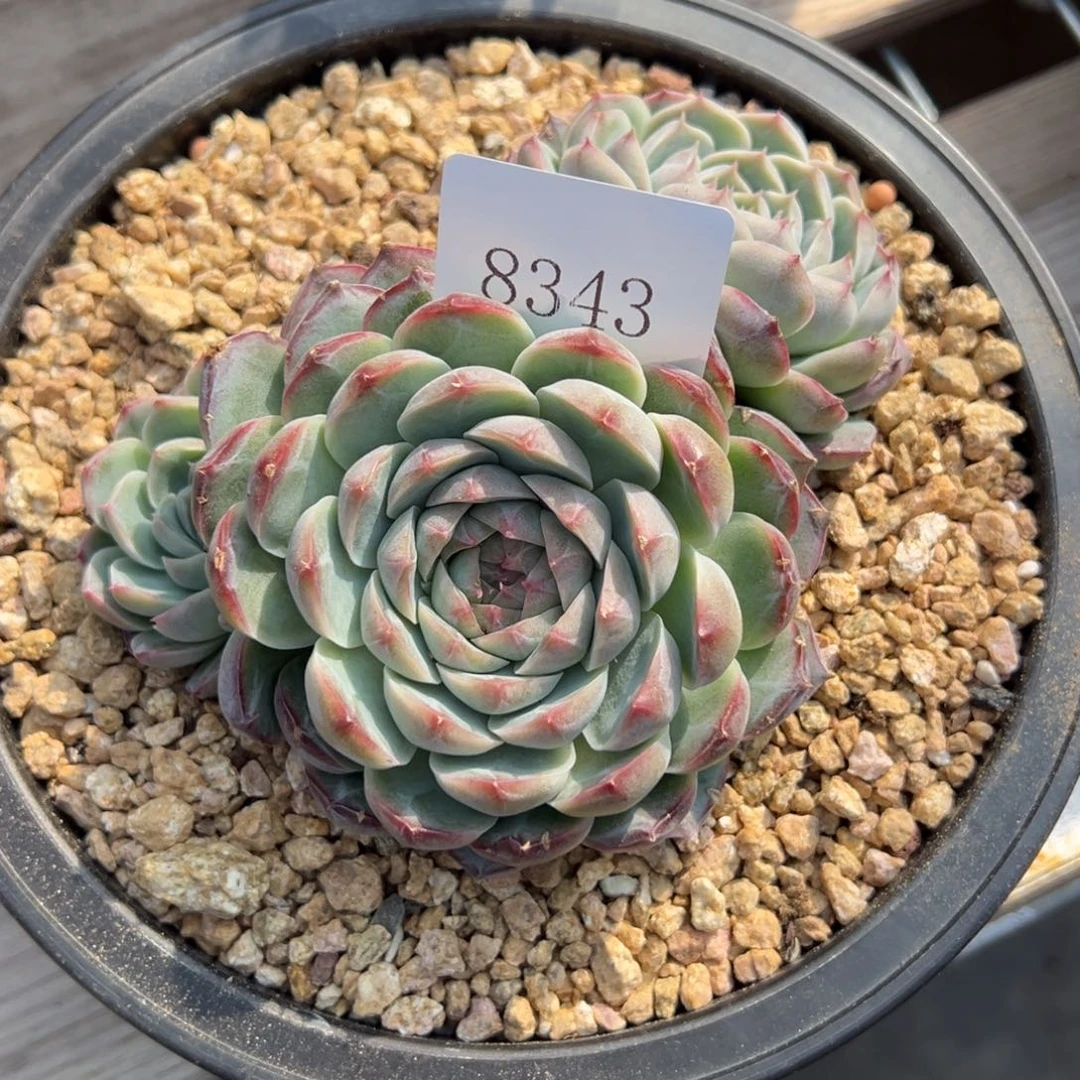 米*丫8343多肉多多多多