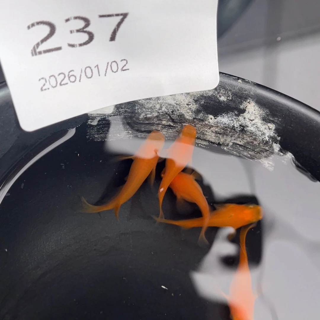 青鳉鱼237初恋五尾