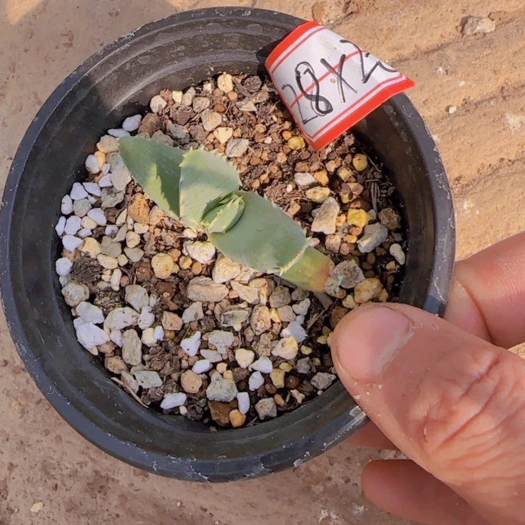 无花朵块根植物块根植物块根